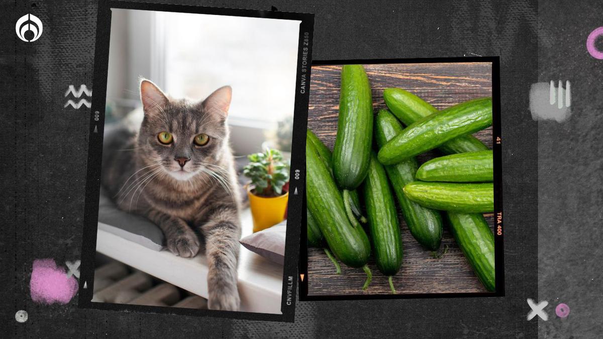 Gatos | Los felinos y su particular relación con el pepino. | fuente: freepik