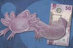 ¡No siempre fue el ajolotito! El secreto detrás del antiguo billete de 50 pesos