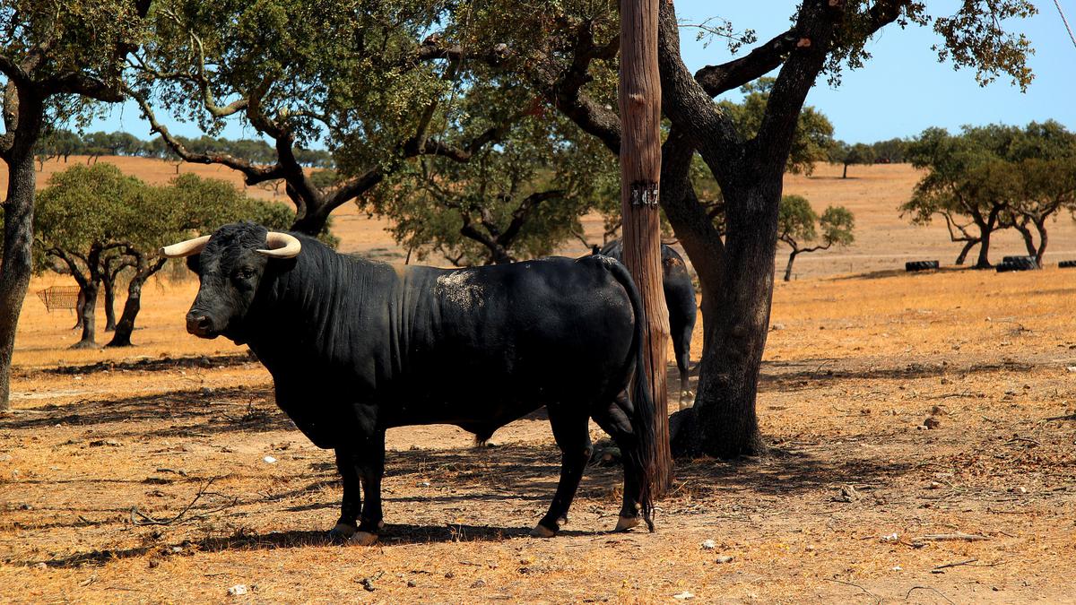  | La prohibición a las corridas de toros en la Ciudad de México está en pausa. Foto: Pixabay