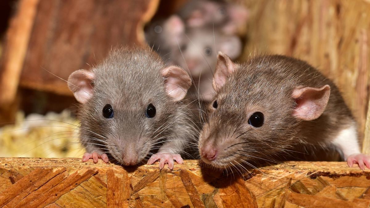  | Plaga de ratas en Nueva York está causando problemas en la población.