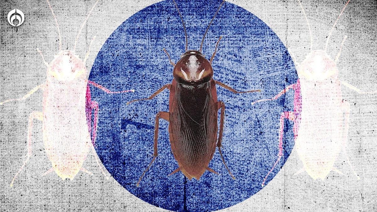 Plaga de Cucarachas | Acaba con estos molestos insectos con un remedio natural barato.