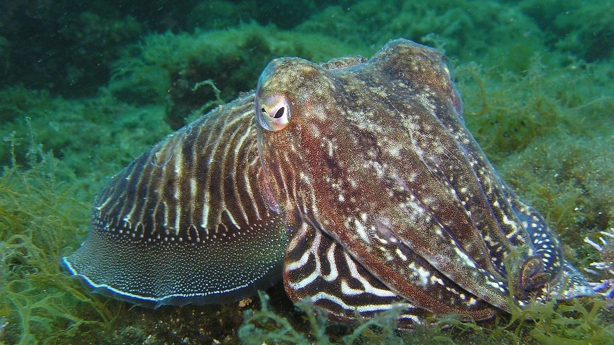 El calamar tiene una concha interna y dos tentáculos extra. | Foto: Pixabay