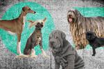 Lomitos: Las 10 razas de perros más raras del mundo