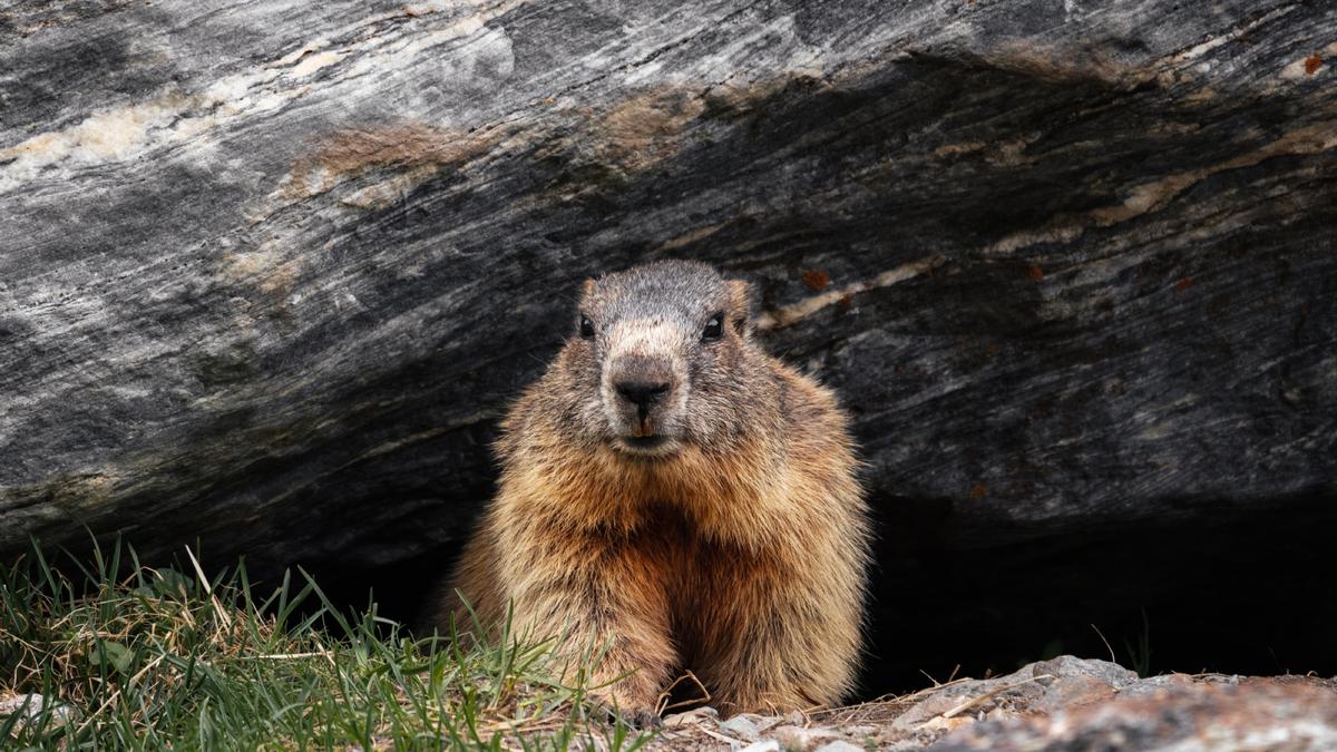  | La marmota decidirá cuanto más tardará el invierno.