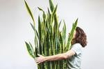 Lengua de suegra: Todo lo que debes saber sobre esta planta que aleja las malas vibras