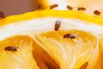 ¿Cómo eliminar las moscas de la fruta en 5 sencillos pasos