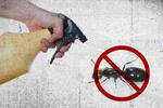 Dile adiós a las hormigas con este insecticida casero con café