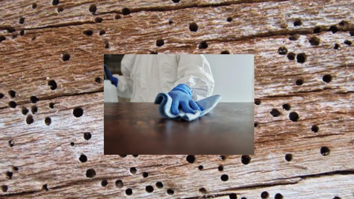 Polillas | Cuida tus muebles de madera de las molestas polillas