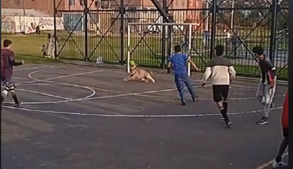 Video viral | Un perro despertó las sonrisas en un partido callejero jugando como arquero.