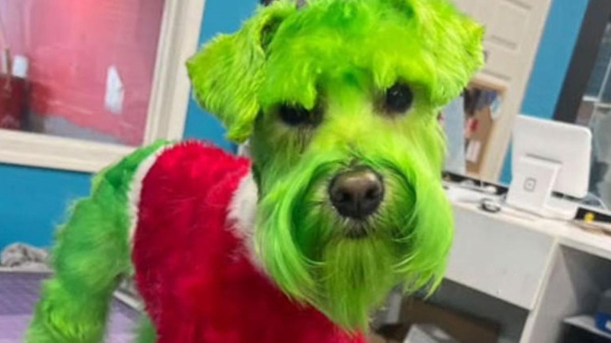 El perrito fue pintado de verde en una veterinaria y su dueña lo presumió.