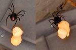 ¿Cómo reconocer las crías de la araña viuda negra?