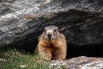 Día de la marmota: ¿Cuál es la historia que dio origen a esta leyenda?
