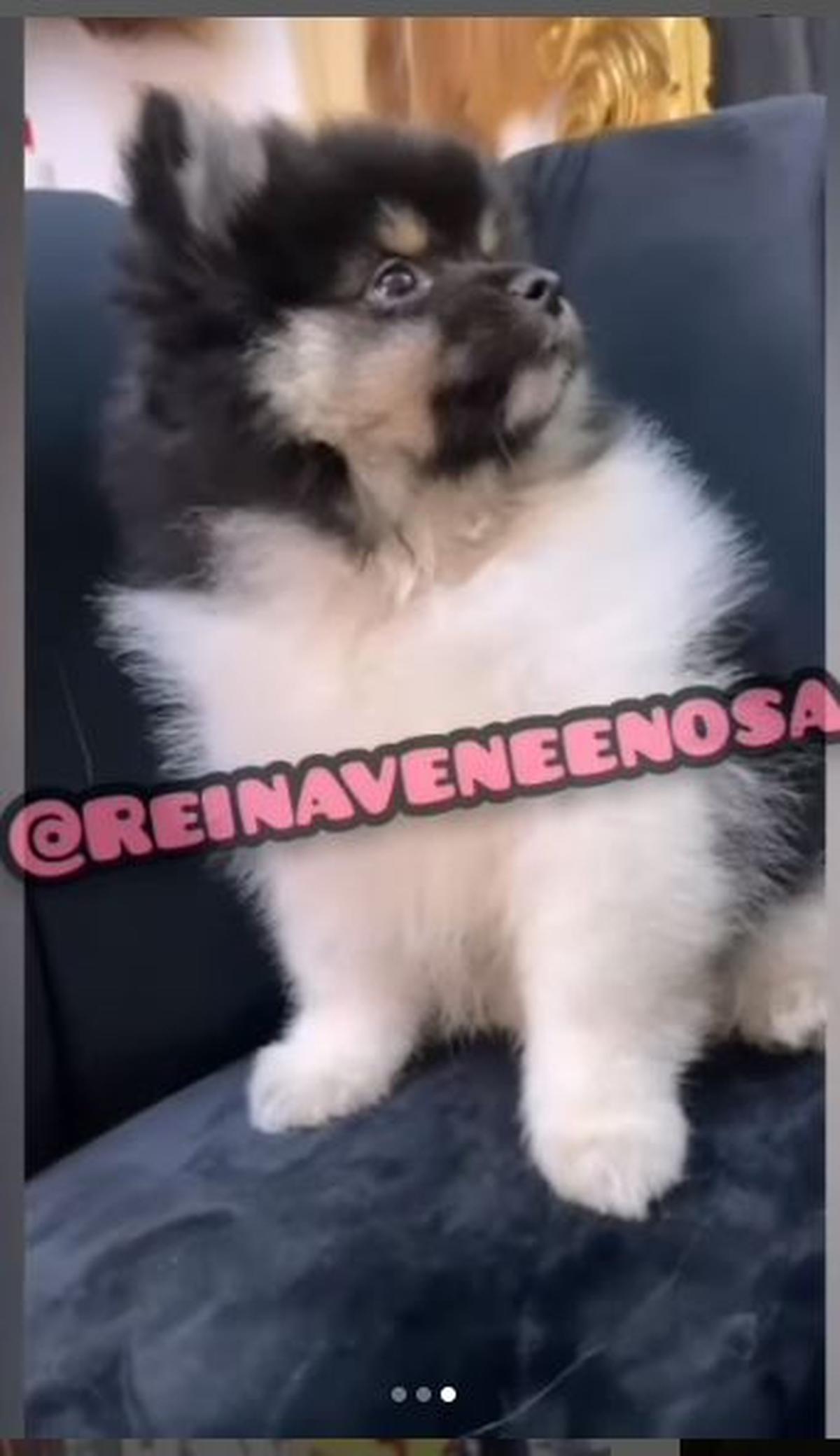  | IG: @Reinaveneenosa | Mariana García y Nodal ya compartieron las primeras imágenes del perrito.