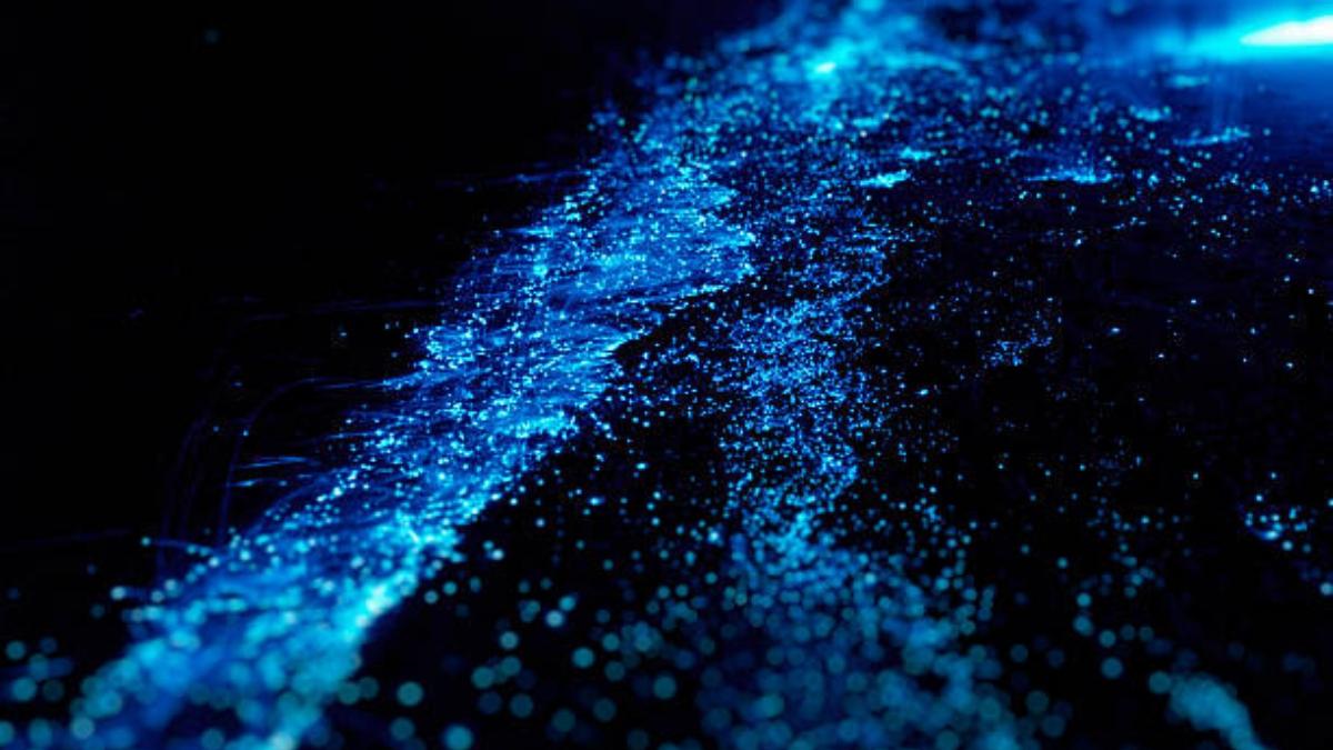  | La bioluminscencia se genera gracias a los microorganismos que se encuentran en el agua de las playas 