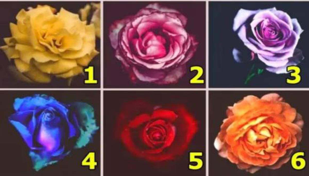 Elige una rosa y descubre tu personalidad | Anímate a realizar este test viral
Imagen: @ShowmundialShow