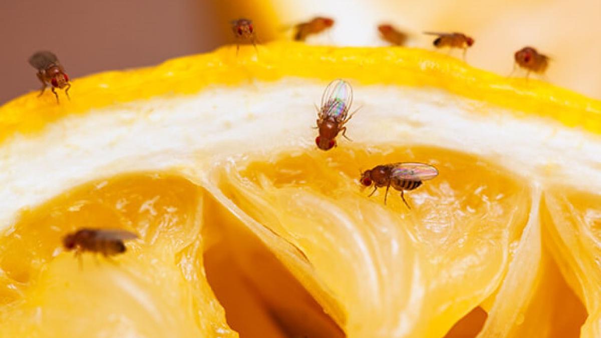 Las moscas de la fruta son una plaga difícil de eliminar. 