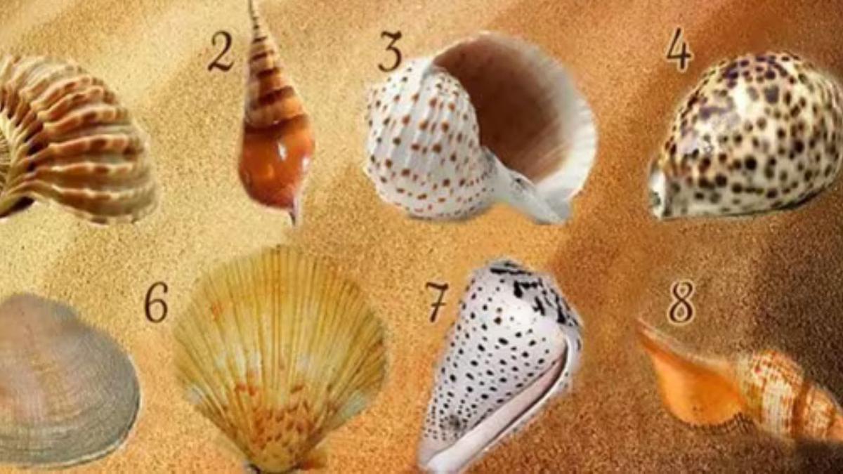 Elije una concha marina y conoce 3 facetas extrañas de ti mismo | Test de personalidad
Imagen: @ShowmundialShow
