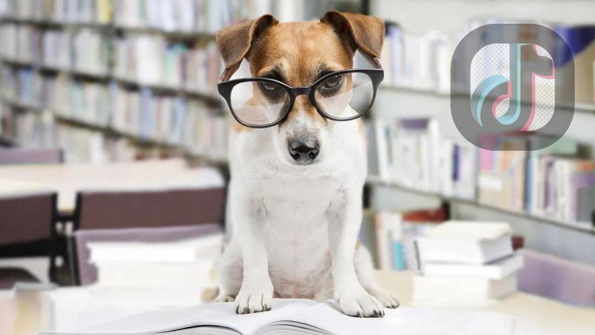 TikTok: este challenge viral te indica si tu perro es inteligente | Foto: @ShowmundialShow